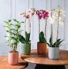 Orchidée 2 Tiges Phalaenopsis en promo chez Super U Martigues à 11,99 €