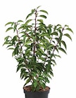 Portugiesischer Kirschlorbeer Angebote bei Dehner Garten-Center Fürth für 9,99 €