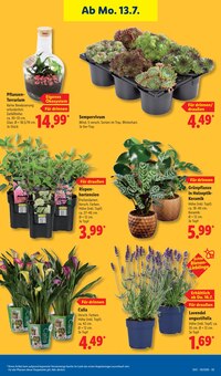 Pflanzen im aktuellen Lidl Prospekt (Hannover) Pflanzen im Lidl Prospekt "LIDL LOHNT SICH" mit 72 Seiten (Hannover)