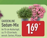 ALDI Nord Finsterwalde - Sedum-Mix Angebot im Prospekt Sedum-Mix bei ALDI Nord im Finsterwalde Prospekt für 1,69 €