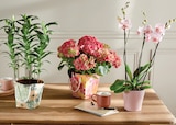Plante fleurie prêt a offrir en promo chez Intermarché Hyper Niort à 14,99 €