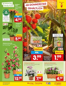 Blumen im Netto Marken-Discount Prospekt "Aktuelle Angebote" mit 61 Seiten (Oberhausen)