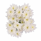 Lidl - Chrysanthemen Angebot im Prospekt Chrysanthemen bei Lidl im Prospekt "" für 2,49 €