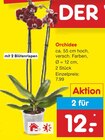 Aktuelles Orchidee Angebot bei Netto Marken-Discount in Duisburg ab 12,00 €
