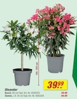 Oleander Busch von  im aktuellen toom Baumarkt Prospekt für 39,99 €