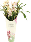 Kahnorchidee (Cymbidium) Angebote bei Globus-Baumarkt Erlangen für 19,99 €