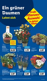 Ähnliche Obstbaum Angebote im Prospekt "LIDL LOHNT SICH" von Lidl in Schwerin Ähnliche Angebote wie Obstbaum im Prospekt "LIDL LOHNT SICH" auf Seite 17 von Lidl in Schwerin
