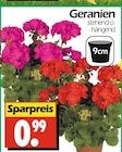 Geranien bei Wreesmann im Großröhrsdorf Prospekt für 0,99 €