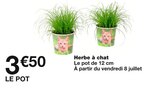 Herbe à chat à Monoprix dans Puteaux Herbe à chat à Monoprix dans Puteaux