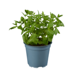 Menthe en pot - Lidl à Rueil-Malmaison Menthe en pot en promo chez Lidl Rueil-Malmaison à 1,59 €