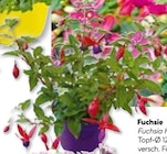 Fuchsie im Angebot bei BayWa Bau- und Gartenmärkte in Würzburg Fuchsie Angebote bei BayWa Bau- und Gartenmärkte Würzburg für 3,49 €