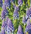 Traubenhyazinthe Muscari bei BAUHAUS in Willich Traubenhyazinthe Muscari im Angebot bei BAUHAUS Willich für 2,99 €