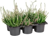 Knospenheide im Angebot bei REWE in Brandenburg Knospenheide Angebote bei REWE Brandenburg für 5,99 €