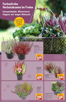 Sträucher Angebot im REWE Prospekt, gültig von 22.09.2025 bis 27.09.2025 Sträucher Angebot im aktuellen REWE Prospekt auf Seite 14