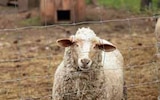 Grillage Moutons 50 M en promo chez Rural Master Toulouse à 49,90 €