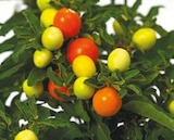 Netto mit dem Scottie Bad Kleinen - Korallenstrauch Solanum Megaball Angebot im Prospekt Korallenstrauch Solanum Megaball bei Netto mit dem Scottie im Bad Kleinen Prospekt für 2,49 €