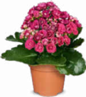 Mini Blühpflanzen im Angebot bei Netto Marken-Discount in Delmenhorst Mini Blühpflanzen Angebote bei Netto Marken-Discount Delmenhorst für 1,19 €