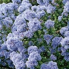 Promo Céanothe à 9,99 € dans le catalogue Botanic à Vivier-Au-Court