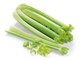 Bio Staudensellerie von REWE Bio im aktuellen REWE Prospekt für 1,29 €