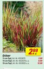 Gräser 11-cm-Topf für 2,99 € bei toom Baumarkt im Angebot Gräser 11-cm-Topf im aktuellen toom Baumarkt Prospekt