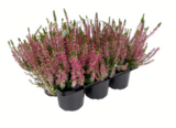Knospenheide  im aktuellen toom Baumarkt Prospekt für 6,99 €