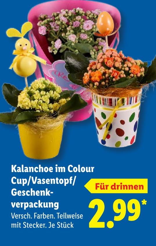 Kalanchoe im Colour Cup/Vasentopf/Geschenkverpackung