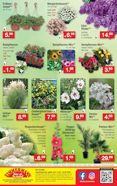 Aktueller Zimmermann Prospekt mit Hortensie, "Aktuelle Angebote", Seite 10