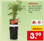 Netto Marken-Discount - Kletterrose Angebot im Prospekt Kletterrose bei Netto Marken-Discount im Prospekt "" für 3,99 €