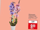 Aktuelle Orchidee Angebote bei Marktkauf in Stuttgart Aktuelles Phalaenopsis Schmetterlingsorchideen Angebot bei Marktkauf in Stuttgart ab 9,99 €