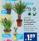 Hyazinthe im Glas von Gardenline im aktuellen ALDI SÜD Prospekt für 1,89 €