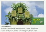 Sunny Herbs im Pflanzen Kölle Prospekt Sunny Herbs von im aktuellen Pflanzen Kölle Prospekt für 3,99 €