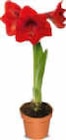 Amaryllis Angebote bei Netto Marken-Discount Karlsruhe für 3,99 €