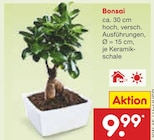 Aktuelle Pflanzen Angebote bei Netto Marken-Discount in Bremen Aktuelles Bonsai Angebot bei Netto Marken-Discount in Bremen ab 9,99 €