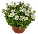 Moossteinbrech im aktuellen Kaufland Prospekt