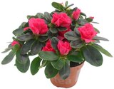 Azalee im Angebot bei Penny in Nordhausen Azalee Angebote bei Penny Nordhausen für 2,99 €