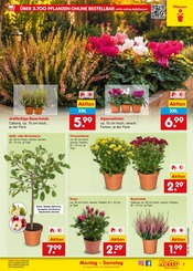 Ähnliche Zitronenbaum Angebote im Prospekt "Aktuelle Angebote" von Netto Marken-Discount in Konstanz Ähnliche Angebote wie Zitronenbaum im Prospekt "Aktuelle Angebote" auf Seite 9 von Netto Marken-Discount in Konstanz