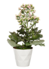 Aktuelles KALANCHOE „QUEEN“ Angebot bei Hoeren Gartencenter in Krefeld ab 3,99 €