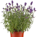 Lavendel im Pflanzen Kölle Prospekt Lavendel von im aktuellen Pflanzen Kölle Prospekt für 2,59 €