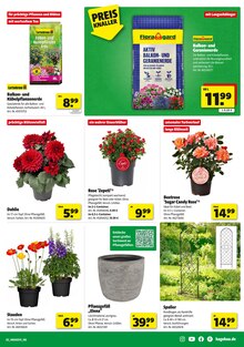 Blumentopf im Hagebaumarkt Prospekt "GENIESSE DIE KRAFT DER SONNE" mit 18 Seiten (Essen)