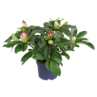 Rhododendron XXL en promo chez Carrefour Boulogne-Billancourt à 22,99 €