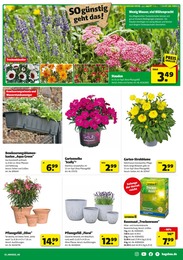Hagebaumarkt Blumenkasten im Prospekt 