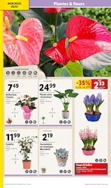 Fleurs Angebote im Prospekt "XXL QUANTITÉ MAXI À PRIX MINI" von Lidl auf Seite 30