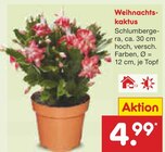 Weihnachtskaktus im Angebot bei Netto Marken-Discount in Paderborn Weihnachtskaktus Angebote bei Netto Marken-Discount Paderborn für 4,99 €
