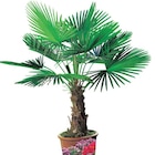 Palmier de Chine - Carrefour à Cannes Palmier de Chine en promo chez Carrefour Cannes à 74,99 €