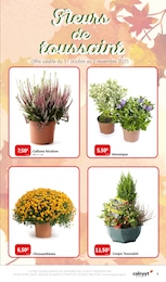 Prix et réduction Plante Verte dans le prospectus Colruyt en cours Offre Plante Verte dans le catalogue Colruyt du moment à la page 7