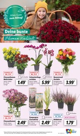 Chrysanthemen Angebote im Prospekt "LIDL LOHNT SICH" von Lidl auf Seite 63