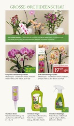 Pflanzen Kölle Orchidee im Prospekt 