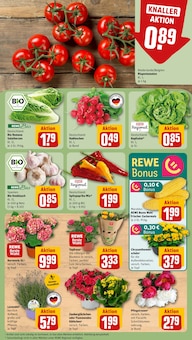 Blumen im aktuellen REWE Prospekt (Düsseldorf) Blumen im REWE Prospekt "Dein Markt" mit 26 Seiten (Düsseldorf)