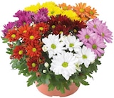 Chrysanthème en coupe Carnaval en promo chez Lidl Neuilly-sur-Marne à 3,89 €