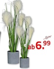 Grasarrangement im Angebot bei ROLLER in Rottenburg Grasarrangement Angebote bei ROLLER Rottenburg für 6,99 €